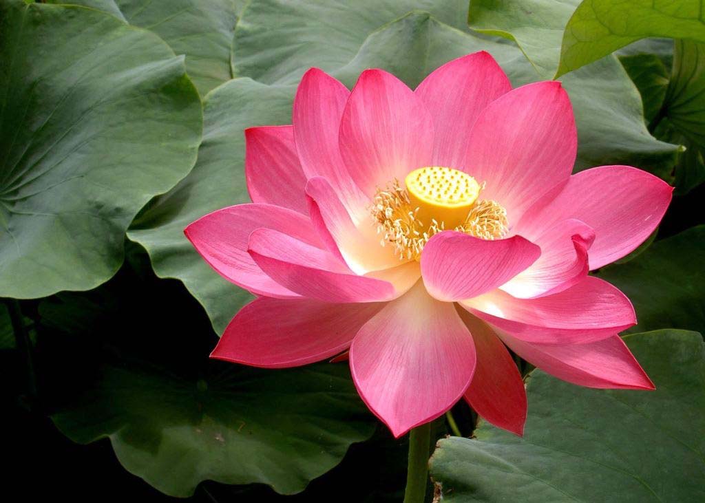Image for article China Fahui | Falun Dafa Blessed My Entire Family