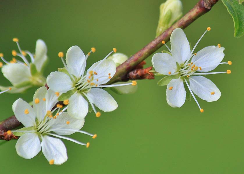 Image for article A Falun Dafa Practitioner's Statement to the Court: It Is an Embarrassment for the Chinese People that I Have Been Dragged to the Defendant's Seat