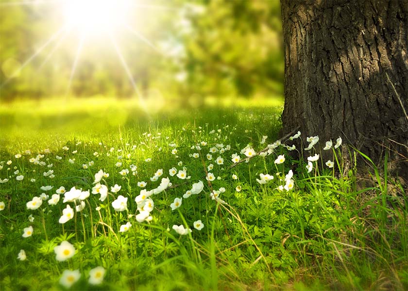 Image for article A Canadian Young Man's Experience in Learning Falun Dafa