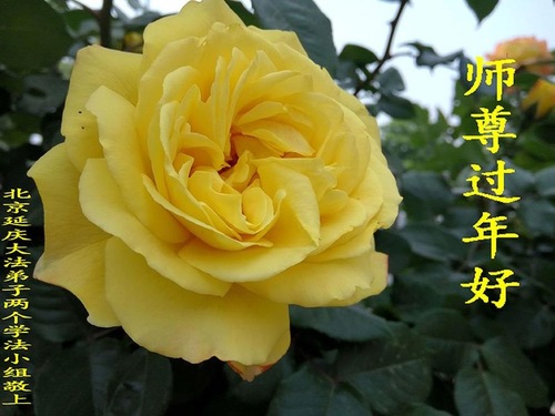Image for article Praktisi Falun Dafa dari Beijing dengan Hormat Mengucapkan Selamat Tahun Baru Imlek kepada Guru Li Hongzhi (23 Ucapan)