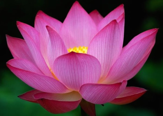 Image for article [Celebrating World Falun Dafa Day] “I Deeply Admire Falun Dafa”