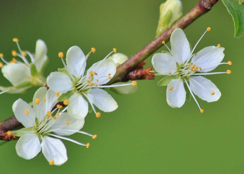 Image for article My Relatives and Neighbors are Blessed By Falun Dafa