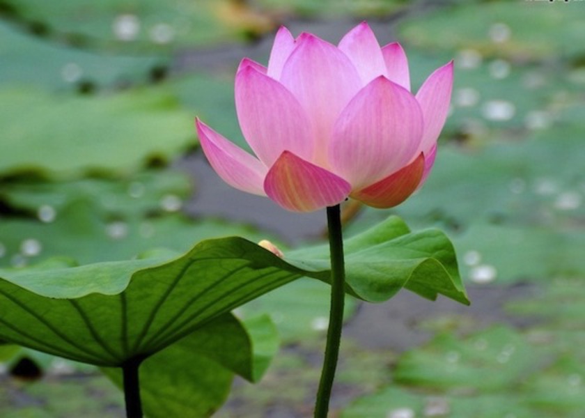 Image for article Illinois, United States: Village of Lake Zurich Proclaims Falun Dafa Week