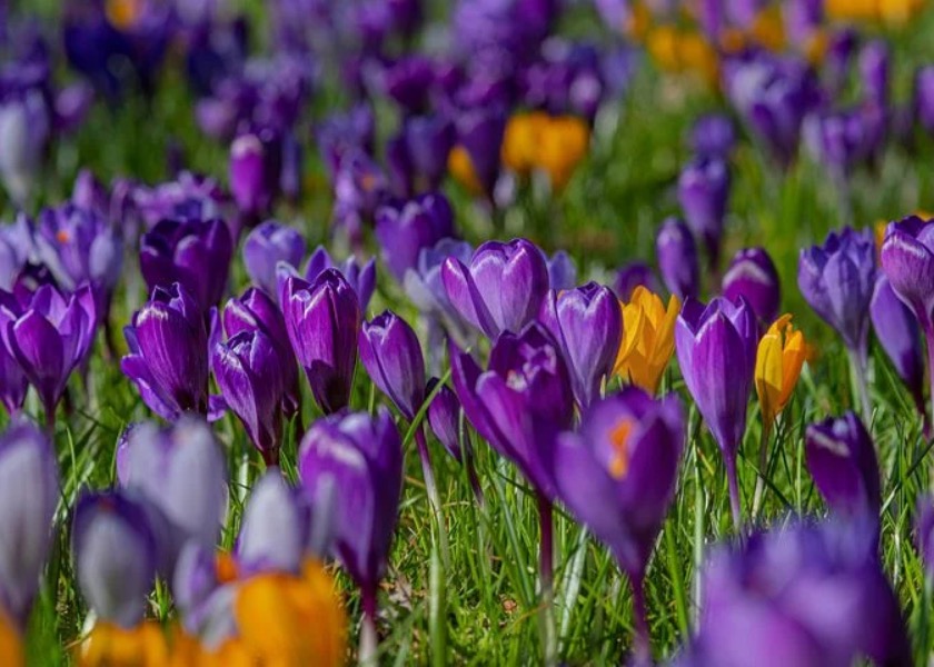 Image for article The Minghui Website Accompanied Me in Cultivation