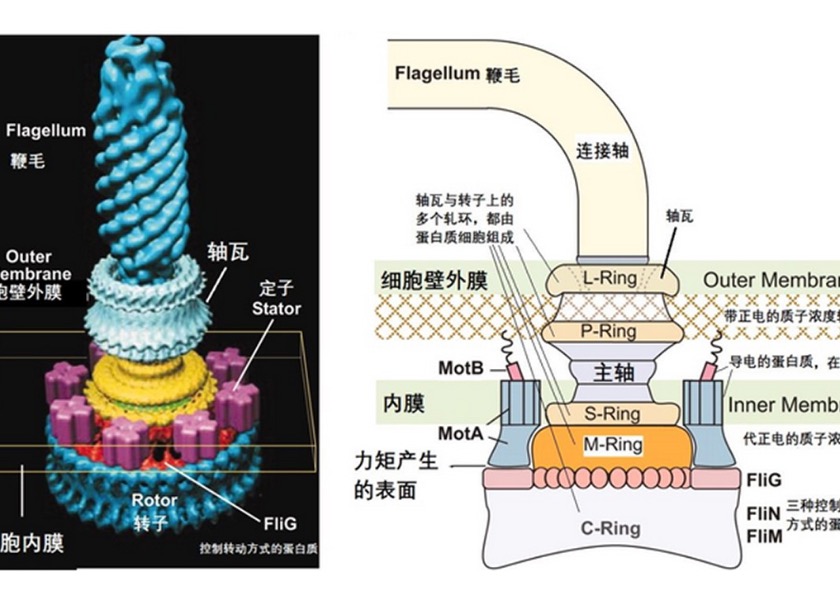 Image for article Darwin and the Loopholes in His Theory of Evolution (Part 2)