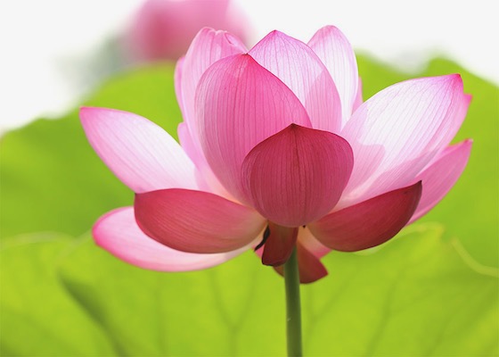 Image for article [Celebrating World Falun Dafa Day] Practicing Falun Dafa Has Made Me Resilient