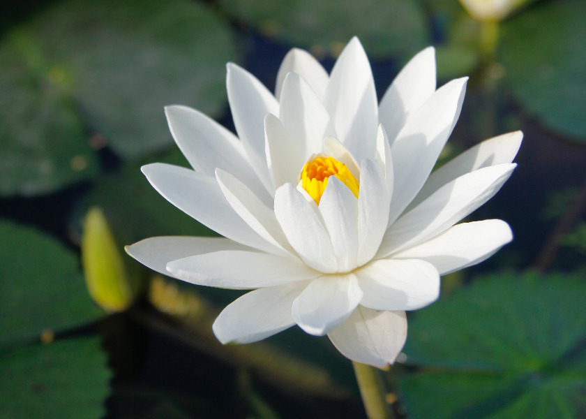 Image for article Salivary Gland Cancer Survivor: Falun Dafa's Master Renewed My Life