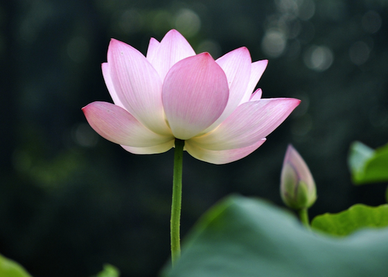 Image for article Our Wisdom Comes from Falun Dafa