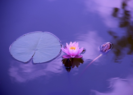 Image for article Truthfulness, Compassion and Forbearance Changed My Life