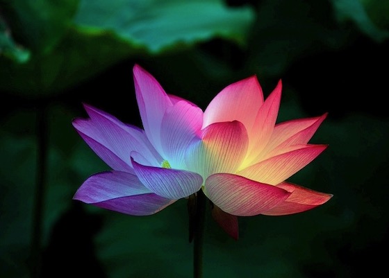 Image for article I Clarify the Facts Without Fear at a Town Market