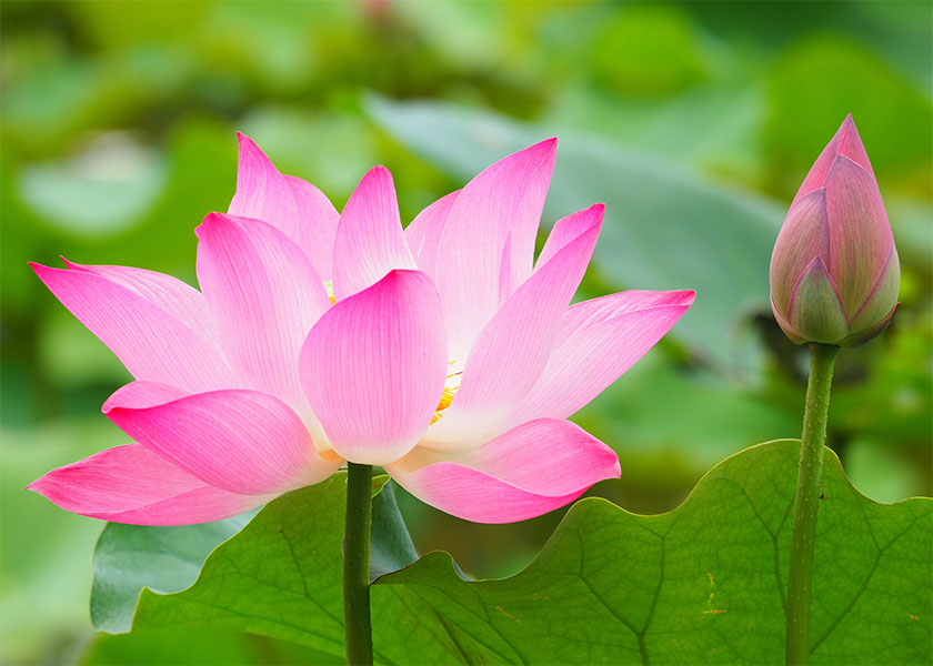 Image for article A Professional Woman Shares How She Grew Up and Benefited From Falun Dafa