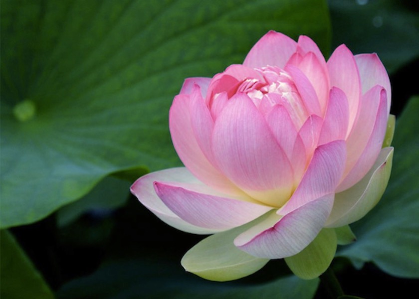 Image for article Dafa Helped Me Become Someone Who Lives for Others
