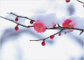 Image for article A Young Dafa Practitioner: Eliminating the Attachment to Comfort and Learning to Cultivate Solidly